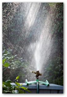 watering a vegetable garden