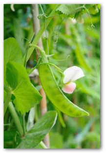 when to plant peas