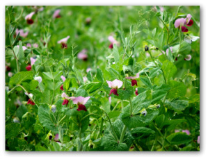 pea plants flowering in the garden