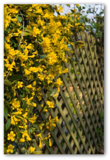 wooden garden fences