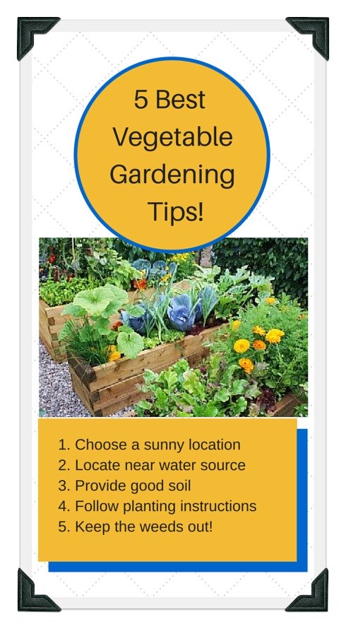 5 best tips for raised bed gardening success