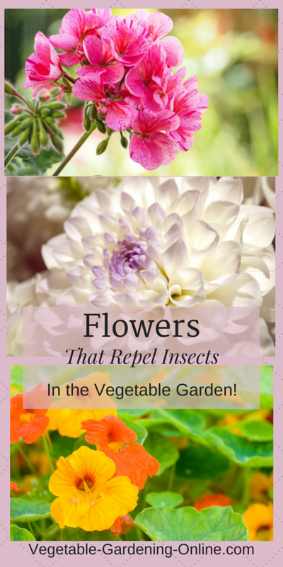 flowers as companion plants in raised bed vegetable gardens