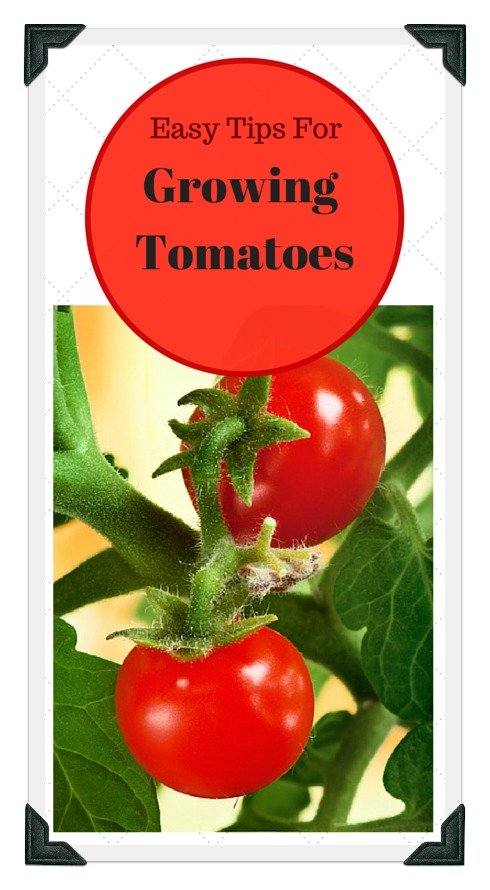 tips for growing tomatoes at home