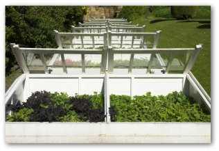 raised beds growing vegetables outside