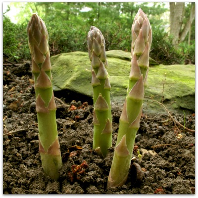 how to plant asparagus