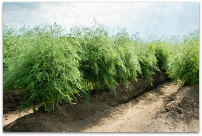 commercial asparagas field
