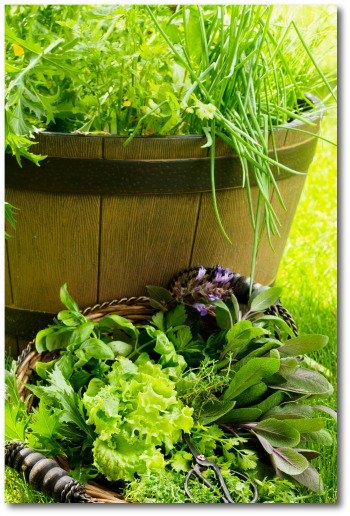 barrel container garden with  growing lettuce