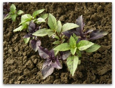 small basil plants growing in the garden
