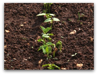 green bean seeds sprouting in garden