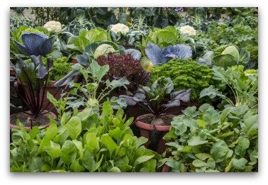 container vegetable garden
