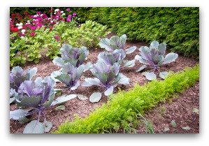 basic vegetable garden design