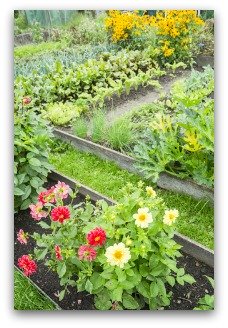 beautiful raised bed garden with zinnias for color