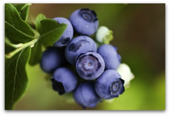 ripe blueberries ready for harvest