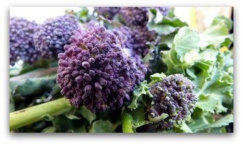 growing purple broccoli