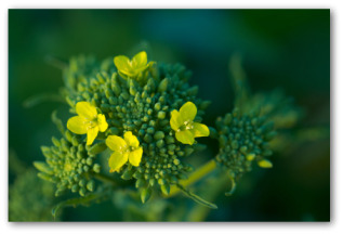 broccoli raab