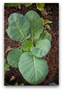 Broccoli Seedling in Square Foot Garden