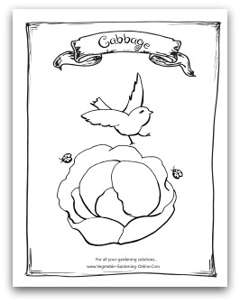 printable cabbage coloring page