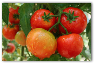 canning tomato sauce