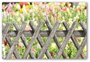 cheap garden fences