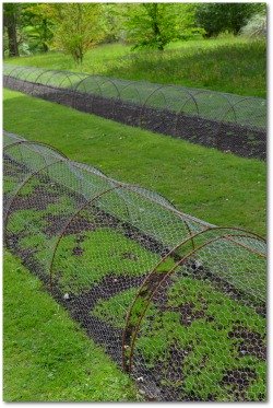 Chicken Wire Fence Covering Vegetable Garden
