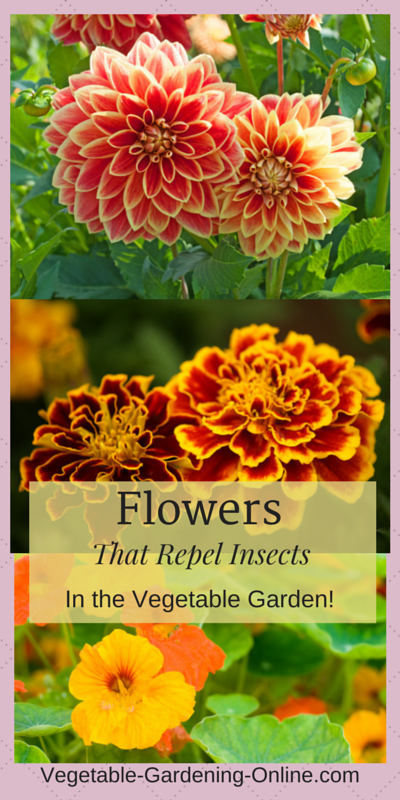 companion planting flowers in vegetable garden organic pest control