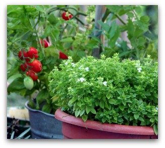 growing basil in containers