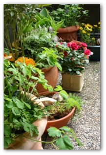 container garden designs