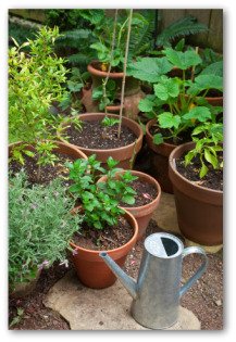 container garden pictures