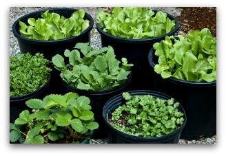 simple potted garden