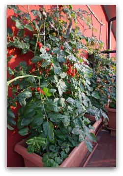 Growing Tomatoes in Balcony Container Garden