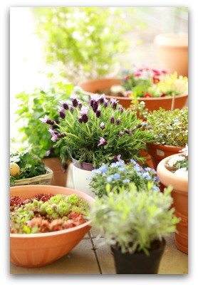 indoor container herb garden