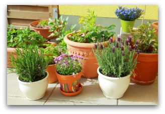 indoor container gardening tips and ideas