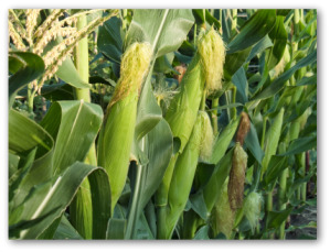 sweet corn growing in the garden