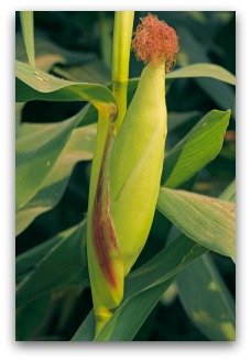 Almost-Ripe Ear of Growing Corn