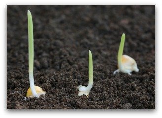sprouted corn seeds