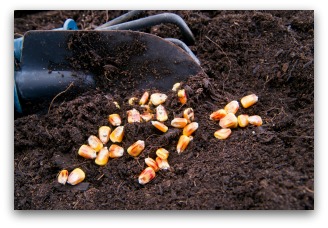 Sweet Corn Seed Ready to Plant in the Garden
