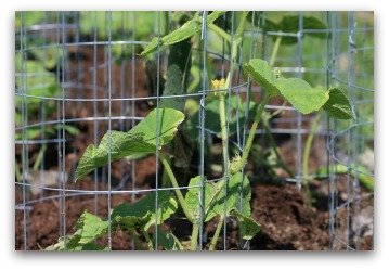 cucumber growing in cage