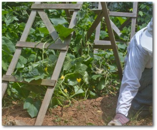 ladder style cucumber trellis