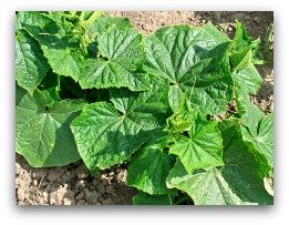 Young, Healthy Cucumber Plant in the Garden