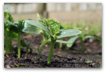 Cucumber Plants Sprouting from Seeds in the Garden
