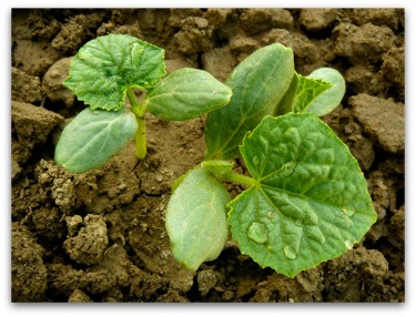 planting cucumbers from seeds in the garden