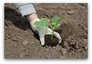 planting a cucumber transplant