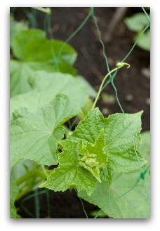 growing cucumbers on a fence as trellis