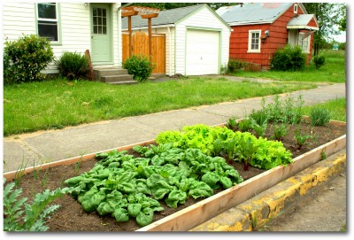 urban curb strip raised bed vegetable garden