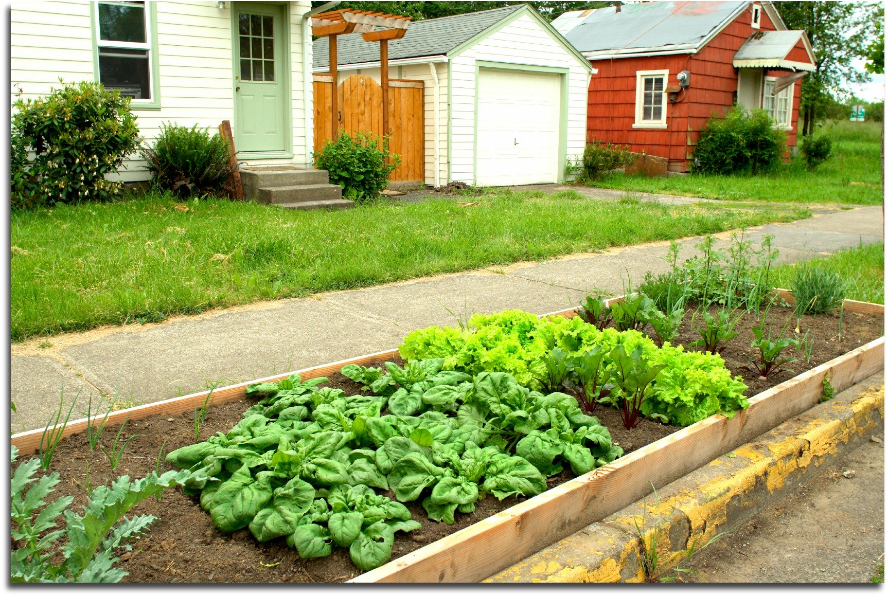 small city garden in curb strip