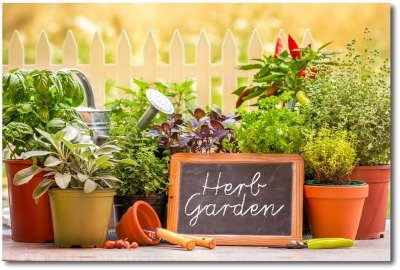 potted herb garden