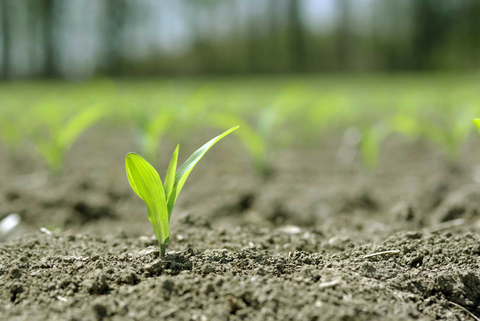 corn seedling growing in the garden