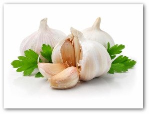 drying garlic