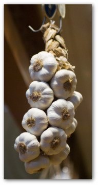 Drying Garlic and Storing Garlic at Home