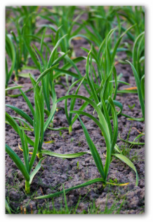 drying garlic